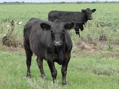 Publican la primera declaración ambiental de un bovino en pie en Argentina