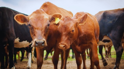 Mejorar la calidad nutricional de la carne, suplementando al ganado con burlanda