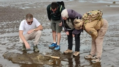 Pehuen Co: Una estudiante de Geología de la UNS descubrió nuevos restos fósiles en la playa