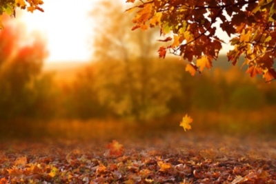 ¿Por qué embolsar las hojas del otoño se siente como un delito?
