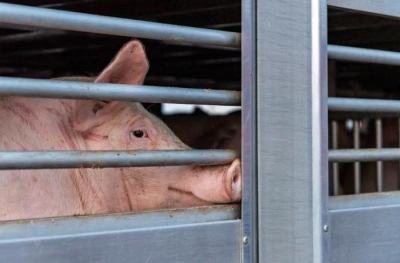El ministro de Desarrollo Agrario presentó el Documento Único de Traslado de hacienda porcina