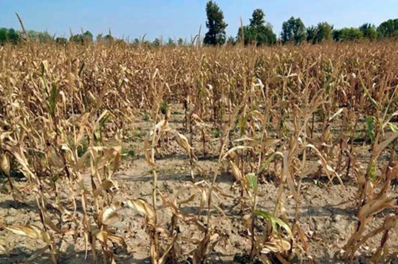 Se declaró el estado de Emergencia y/o Desastre Agropecuario por sequía para 33 municipios bonaerenses