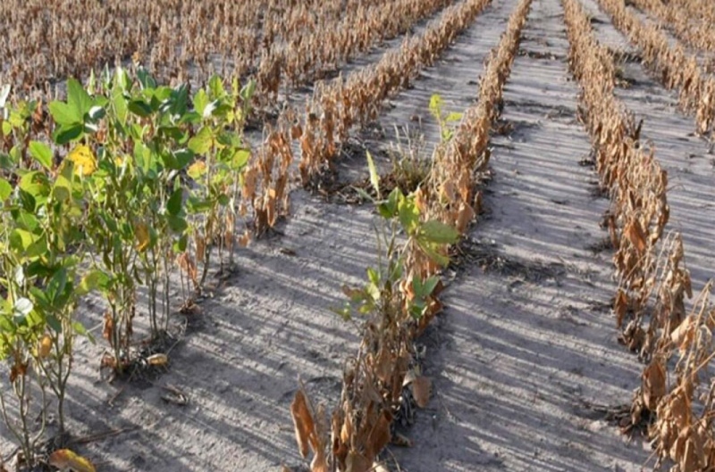 AFIP oficializó parte del paquete de medidas para los productores afectados por la sequía
